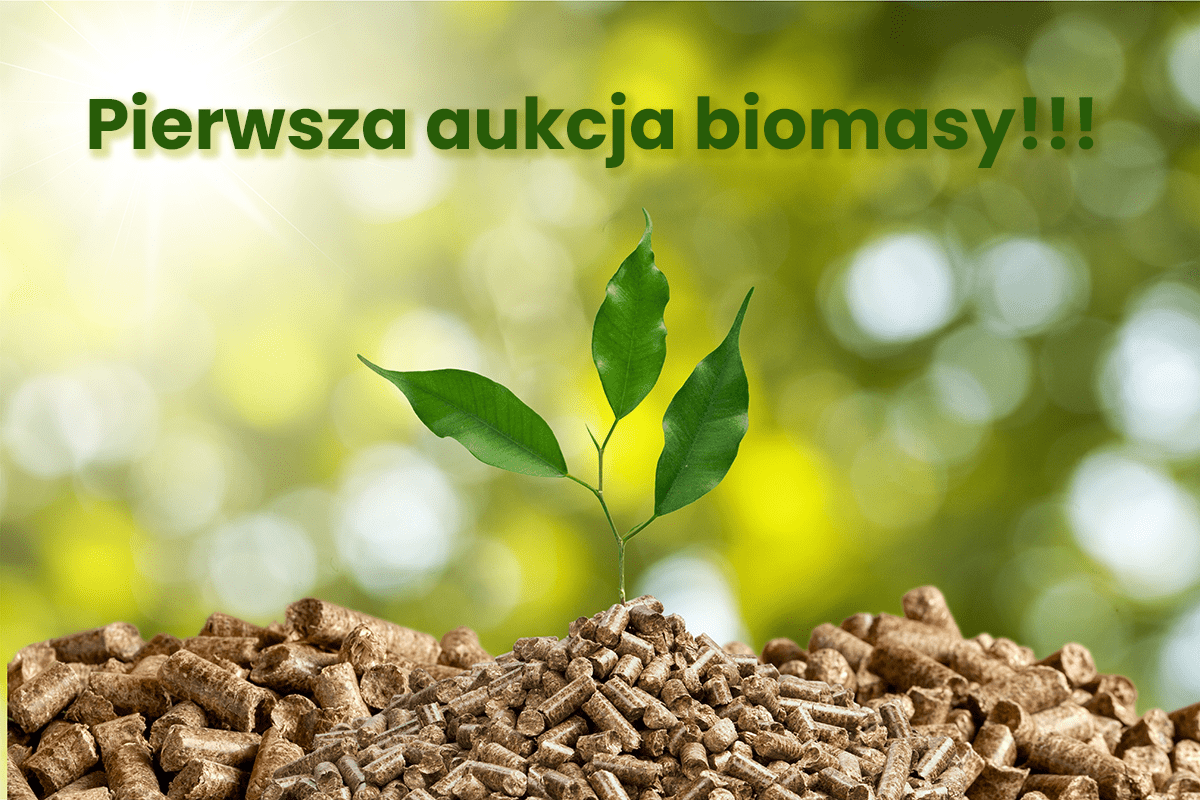 biomasa drzewna